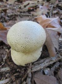 Calvatia craniiformis image