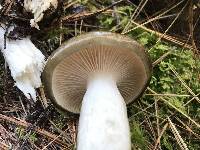 Hygrophorus fuligineus image