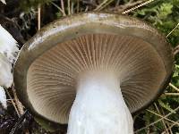 Hygrophorus fuligineus image