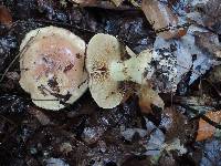 Cortinarius cupreorufus image