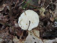 Tricholoma sulphurescens image