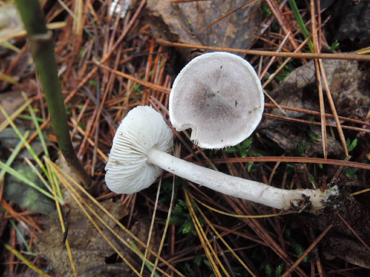 Tricholoma triste image