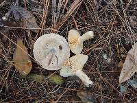 Lactarius chelidonium image