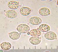 Amanita porphyria image