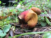 Lanmaoa pseudosensibilis image