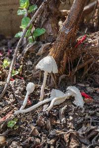 Leucocoprinus cepistipes image