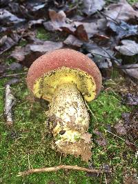 Boletus patrioticus image