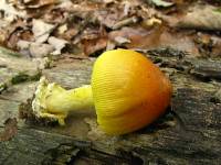 Amanita banningiana image