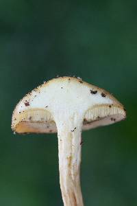 Suillus hirtellus image