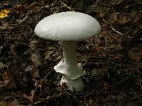 Amanita polypyramis image