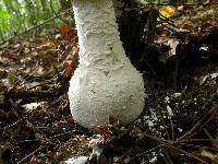 Amanita polypyramis image