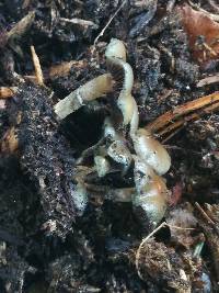 Psilocybe stuntzii image