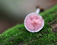 Mycena rosea image