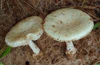 Amanita pubescens image