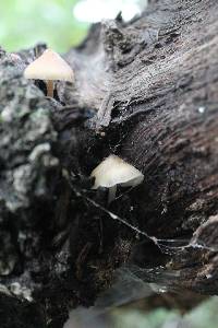 Mycena nivicola image