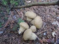 Lycoperdon lividum image