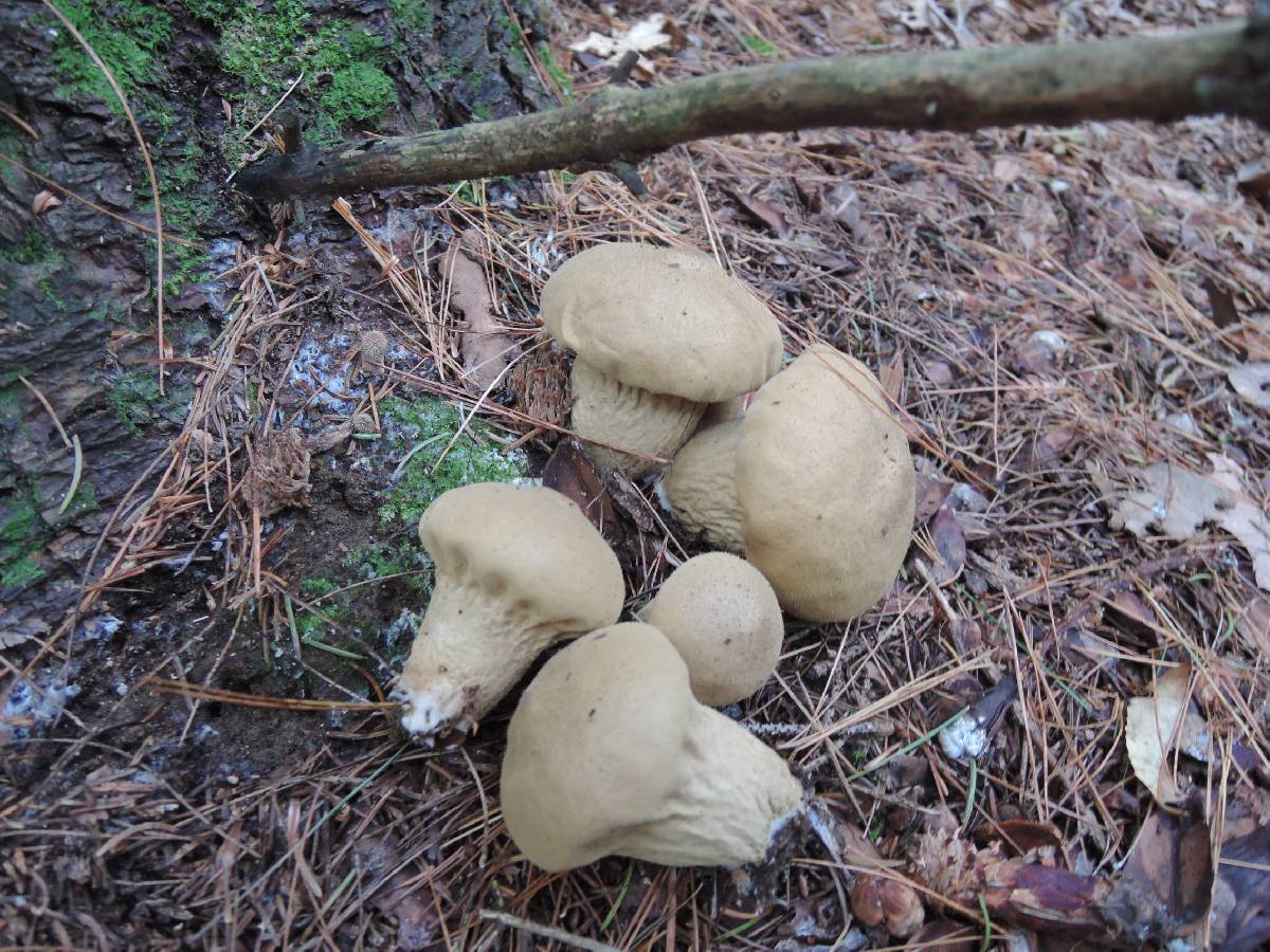 Lycoperdon lividum image