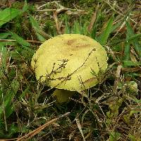 Pulveroboletus ravenelii image