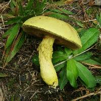 Pulveroboletus ravenelii image