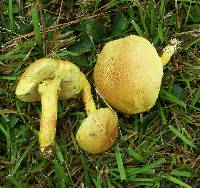 Pulveroboletus ravenelii image