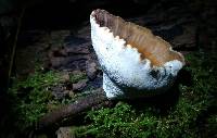 Polyporus picipes image