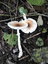 Lepiota rubrotinctoides image