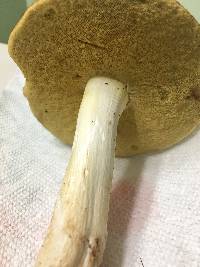 Boletus gertrudiae image