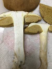 Boletus gertrudiae image