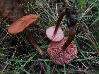 Laccaria bicolor image