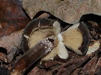 Pluteus granularis image