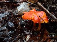 Hygrocybe miniata image