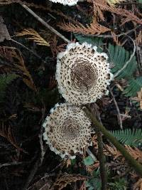 Lepiota cortinarius image