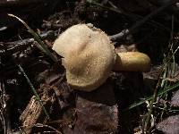 Tricholoma odorum image