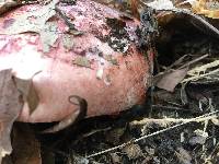 Hygrophorus russula image