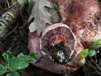 Hygrophorus russula image