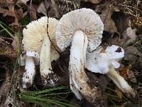 Tricholoma subresplendens image