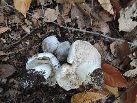 Tricholoma pullum image