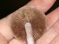 Inocybe lilacina image