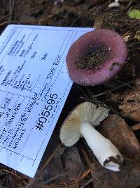 Russula occidentalis image