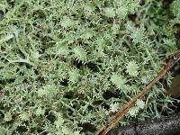 Cladonia amaurocraea image