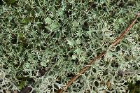 Cladonia amaurocraea image