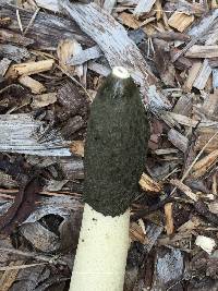 Phallus ravenelii image