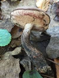 Tylopilus griseocarneus image