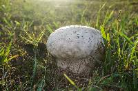 Calvatia cyathiformis image