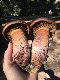 Chroogomphus pseudovinicolor image