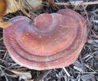 Ganoderma curtisii image