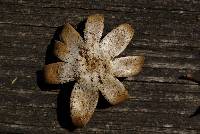 Geastrum corollinum image