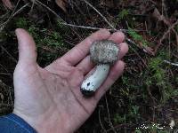 Agaricus moelleri image