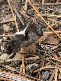 Craterellus fallax image