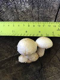 Hemipholiota populnea image